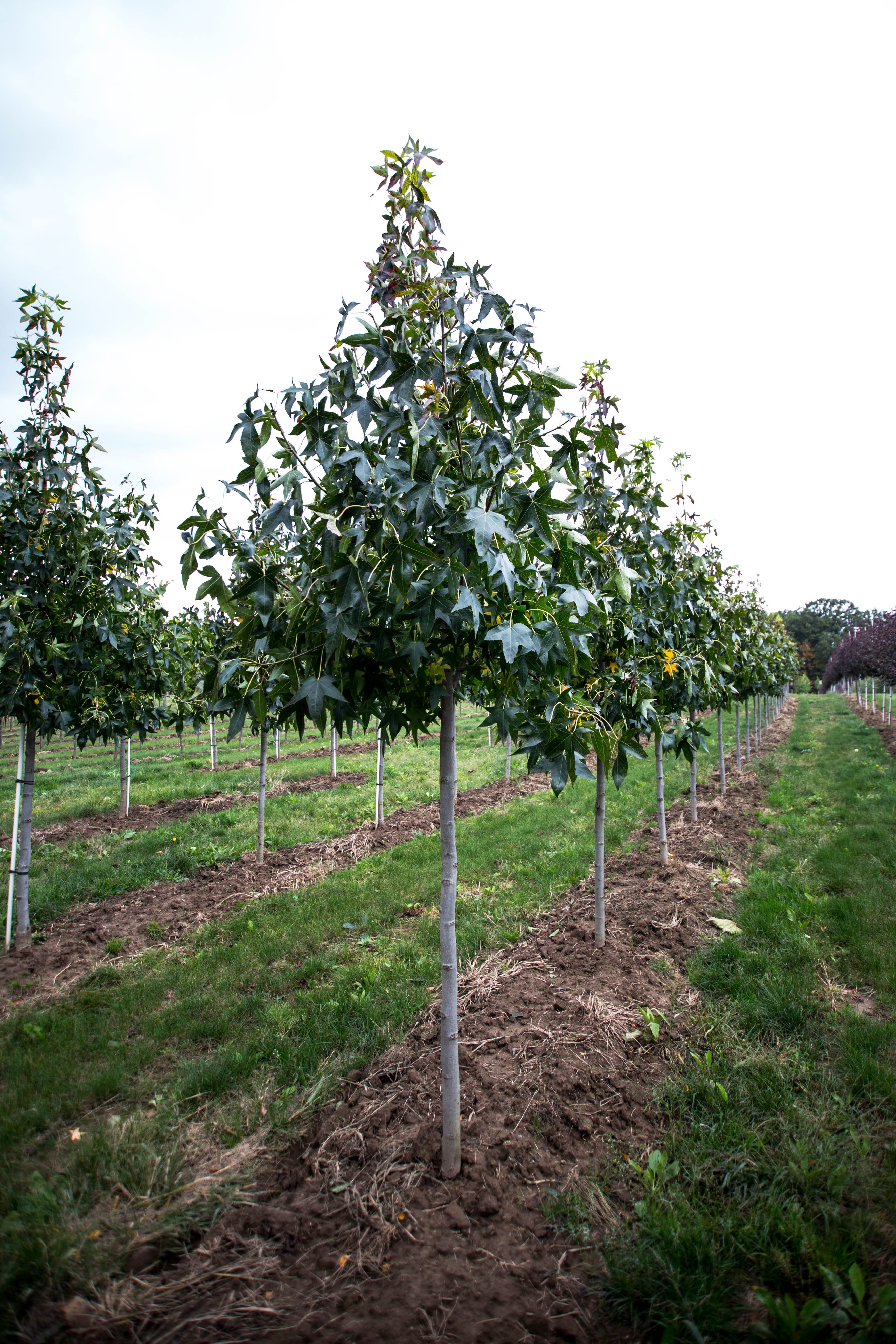 Liquidambar styraciflua ‘Moraine’